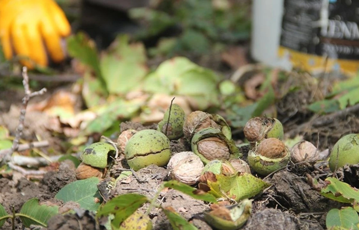 Kahramanmaraş'ta cevizde don etkisi, gözler fiyatlarda..